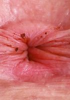 Apricot Pitts Sexy Strip Down, Apricot Pitts (apr024) ATK Natural & Hairy: Apricot Pitts (Apricot Pitts Sexy Strip Down)