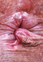 Naudi Nala from ATK Exotics