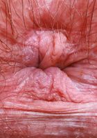 ATK Natural & Hairy: Annabelle Lee (Annabelle Lee Big Hairy Pussy Spreads)