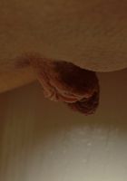 Inga gets naughty and shaves her pussy, Inga (ing006) ATK Archives: Inga (Inga gets naughty and shaves her pussy)